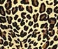 Leopardo Leopardo
