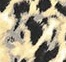 Leopardo beige Leopardo beige