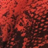 Reptil Rojo Reptil Rojo